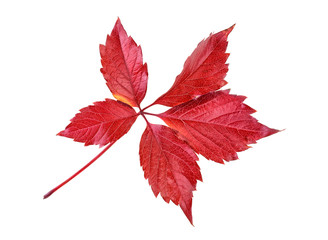 Red autumn leaf isolated on white background
