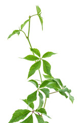 Young branch of wild grape on a white background