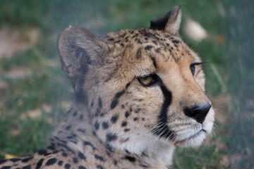 Tiere im Zoo