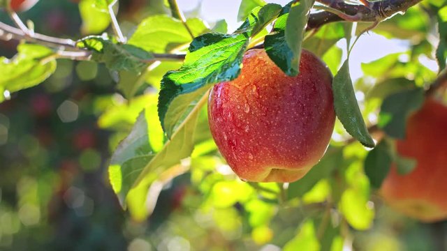 Red delicious apple with water drops. Shiny delicious apples hanging from a tree branch in an apple orchard.