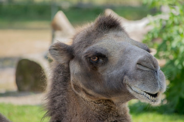 Obraz premium Wilhelma Tiere Pflanzen fische