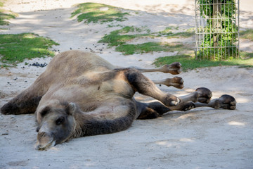 Fototapeta premium Wilhelma Tiere Pflanzen fische