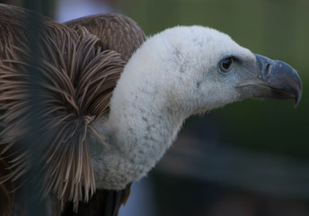 Wilhelma Tiere Pflanzen fische