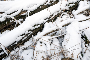 Paths and trees covered with snow.