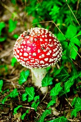 The red fly agaric is a species in Central Europe appearing from June to winter. The mushroom is poisonous and not edible.
