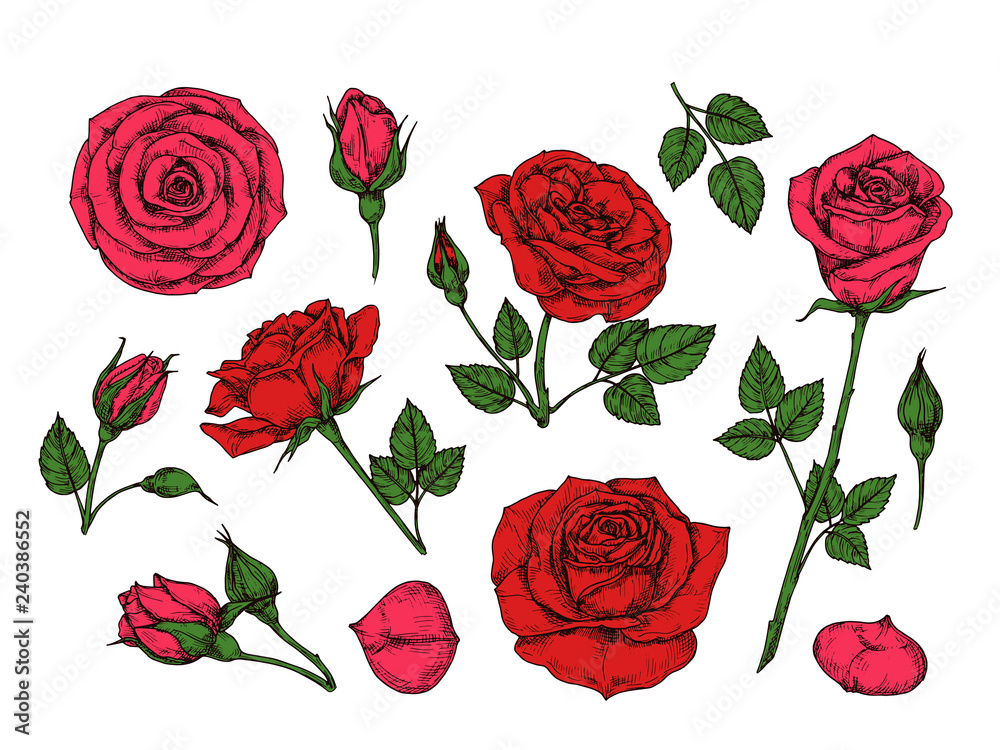 Canvas Prints Red rose. Hand drawn roses garden flowers with green leaves, buds and thorns. Cartoon vector isolated collection. Red rose petal, floral flower romantic illustration