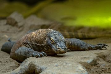 The Komodo lizard is the largest of the currently existing lizards and the heaviest modern representative of the scaly.
