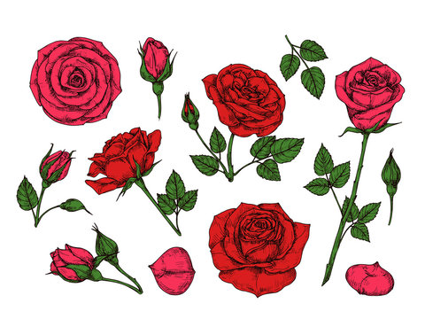 Red rose. Hand drawn roses garden flowers with green leaves, buds and thorns. Cartoon vector isolated collection. Red rose petal, floral flower romantic illustration