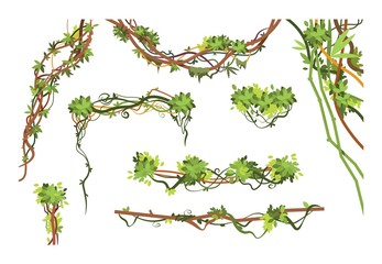 Jungle vine branches. Cartoon hanging liana plants. Jungle climbing green plant vector collection. Illustration of liana branch plant, leaf flora hang © MicroOne