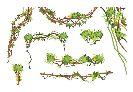 Jungle vine branches. Cartoon hanging liana plants. Jungle climbing green plant vector collection. Illustration of liana branch plant, leaf flora hang