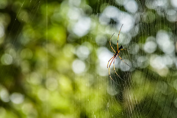 Golden Orb Spider (Nephila) Hanging on Web