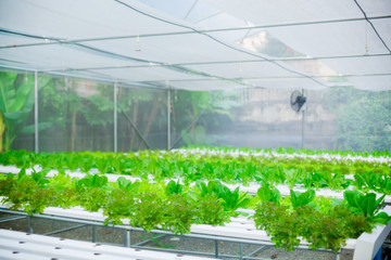organic vegetable growing farm