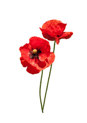Two beautiful wild red poppies on a white background.