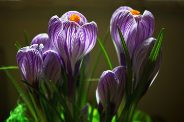 bouquet of crocuses close-up on a green background