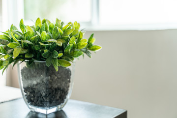 Green Plant Glass Pot