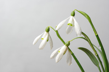 Obraz premium White snowdrops on gray