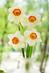 White daffodils on the background of greenery
