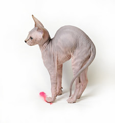 cat sphinx on a white background