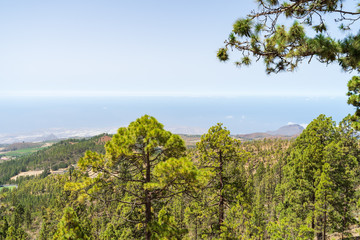 The southern slopes and lava fields of the Teide volcano. In the foreground are thickets of Canarian pine (Pinus canariensis).Tenerife. Canary Islands. Spain.
