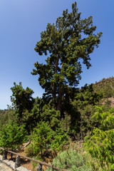Fototapeta na wymiar Pino Gordo is the oldest Canarian pine (circa 200 years old), 46 meters high and 11 meters in girth. Tenerife. Canary Islands. Spain.