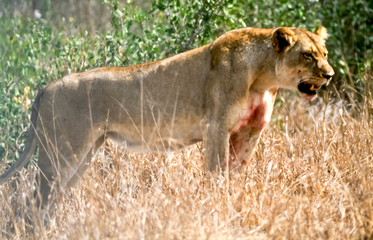 Lion, (Panthera leo), Kruger National Park, Mpumalanga, South Africa, Africa
