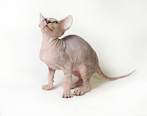 cat sphinx on a white background