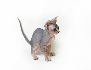 cat sphinx on a white background