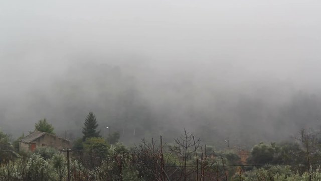 Rural landscape with fog