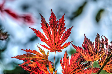 Fiery red seven-fingered leaves of an acer bush against a light blue background in autumn