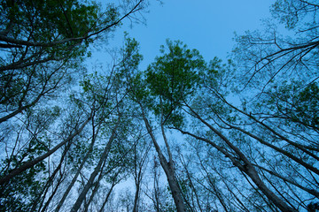Beautiful nature jungle of abstract detail from Rubber tree in southern of Thailand at dusk.
