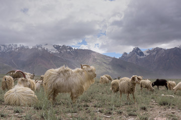 Kashmir goats in beautiful India landscape with snow peaks background