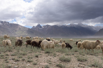 Fototapeta premium Kashmir goats in beautiful India landscape with snow peaks background