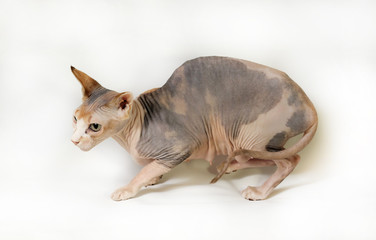 cat sphinx on a white background