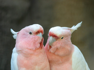 Lovely couple of cockatoos. Cute couple white and pink cockatoos kissing and making love