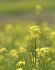 Closed up beautiful mustard flower field background