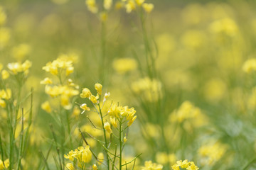 Closed up beautiful custard flower field background