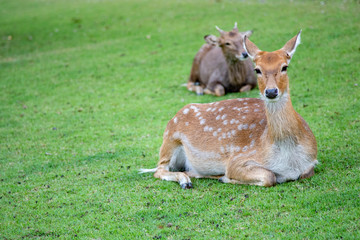 Naklejka na ściany i meble Brown deer walking on meadow in the open zoo safari in Thailand.