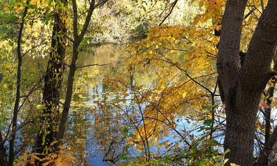 Autumn trees standing over the lake