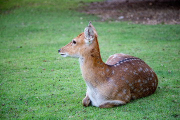 Brown deer walking on meadow in the open zoo safari in Thailand.