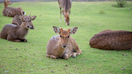 Naklejka na ściany i meble Brown deer walking on meadow in the open zoo safari in Thailand.