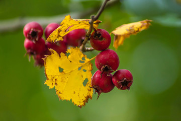 Red Berries on a background of yellow leaves in autumn. Autumn red berries. Closeup bunches of red viburnum berries on a branch ripening in late autumn.