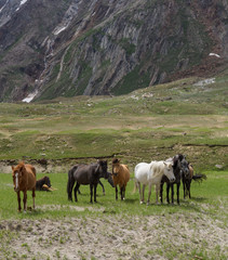 Group of beautiful horse in grassland with snow peak background,Jammu-Kashmir,Northern India