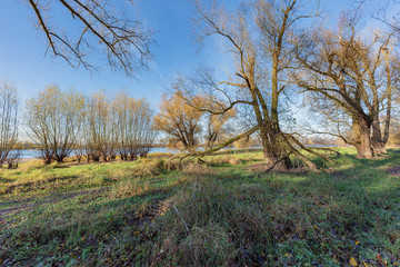View to Nature Reserve nearby River Rhine at Duesseldorf-Urdenbach / Germany
