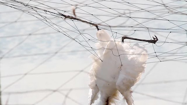 Dead bird's cought in Nets fishponds