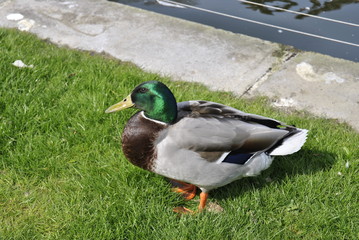 Tiere Pflanzen Tierpark Blumen Fische