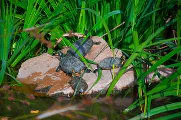 Four turtles having sun on the big stone