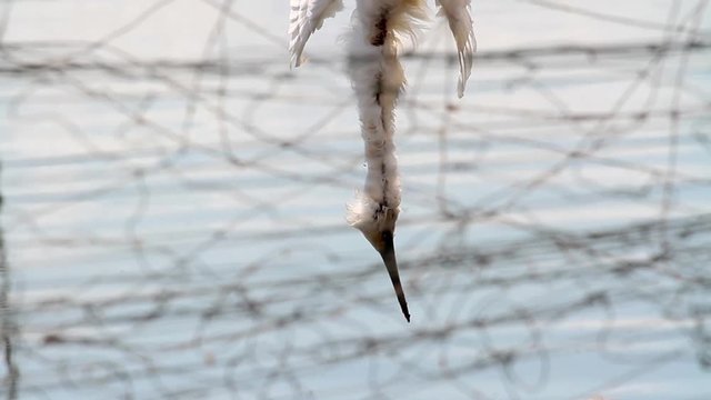 Dead bird's cought in Nets fishponds