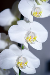 trois fleurs d'orchidée blanche sur branche