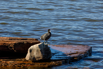 Fototapeta premium American Coot resting on a rock.