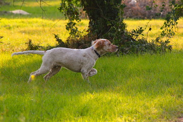 Setter Inglese